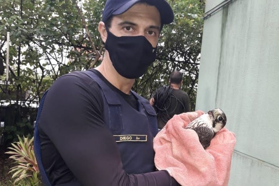 Aves de rapina feridas são resgatadas por guardas municipais em Santos