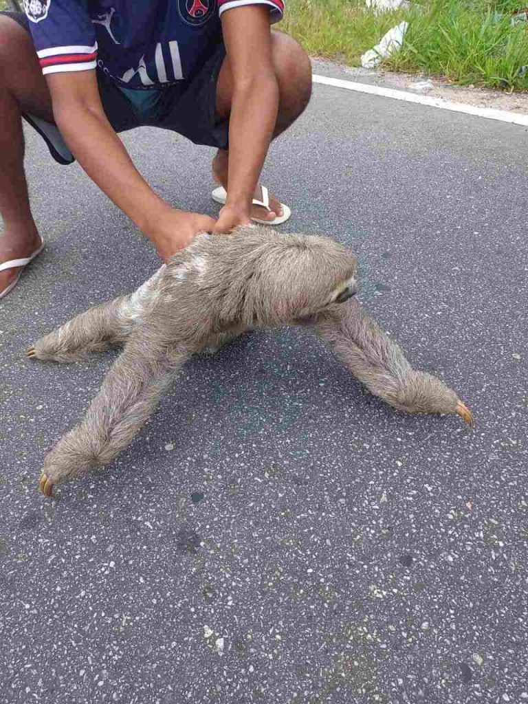 Moradores resgatam bicho preguiça no bairro Solemar em Praia Grande Santa Portal