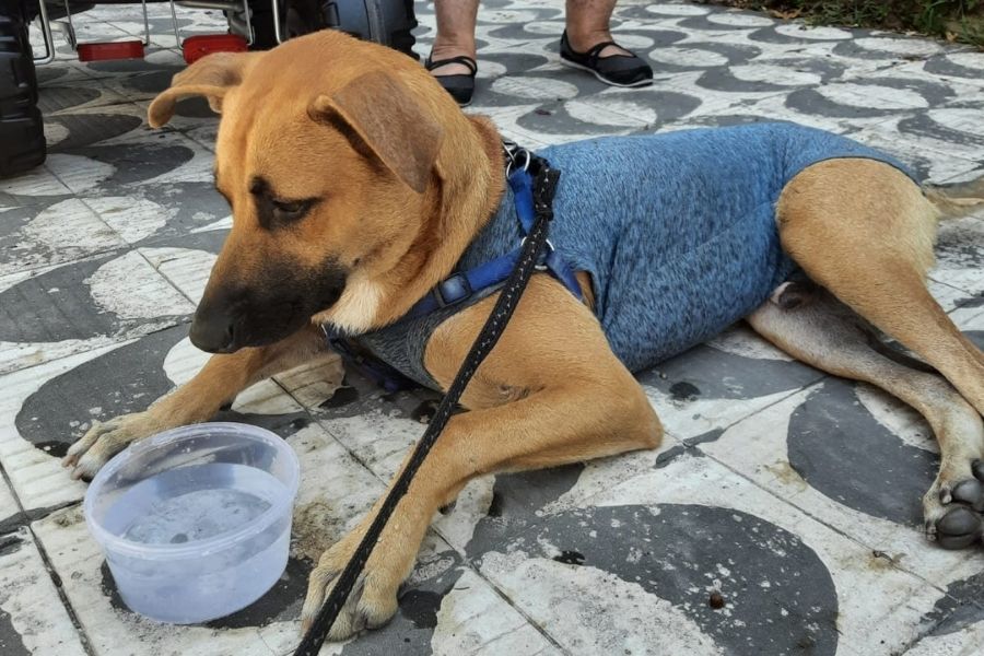 Cachorro é abandonado em Santos e consegue novo lar no mesmo dia; VÍDEO