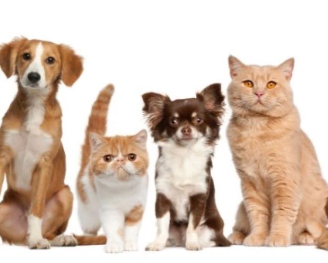 Reprodução/vade-news