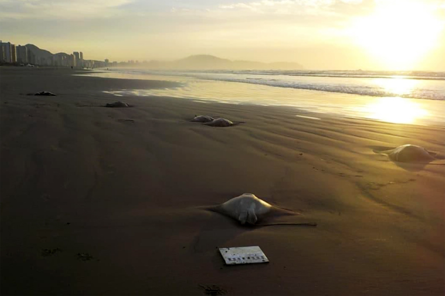 Gabriela Silva/Arquivo Pessoal