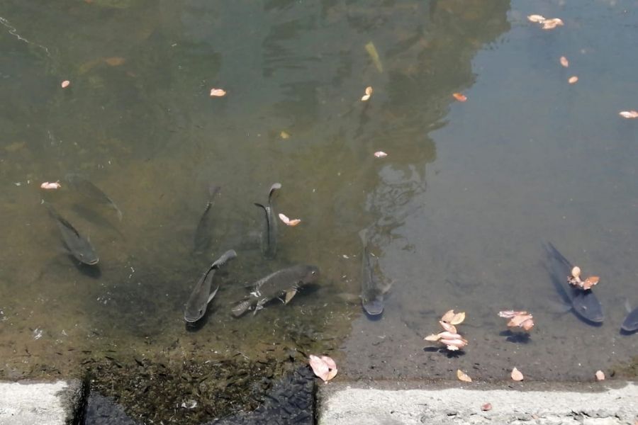 (Foto: Santa Portal)