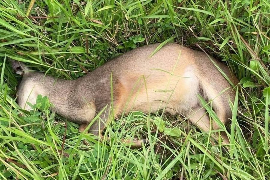 Foto: Aconteceu em Bertioga