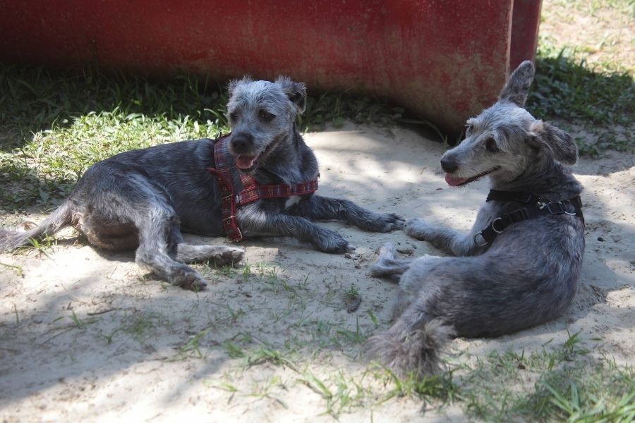 Cachorros verão em Santos