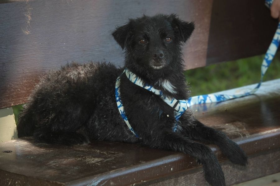 Cachorros verão em Santos