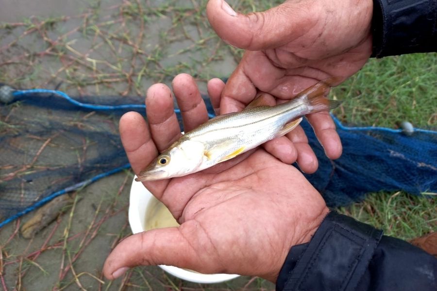 Instituto Biopesca resgata peixes presos em ‘piscina’ na orla de Peruíbe