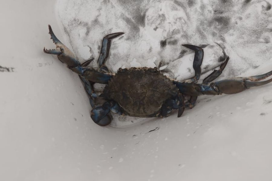 Instituto Biopesca resgata peixes presos em ‘piscina’ na orla de Peruíbe