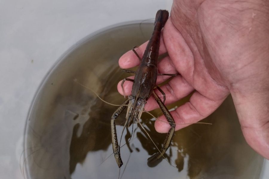 Instituto Biopesca resgata peixes presos em ‘piscina’ na orla de Peruíbe