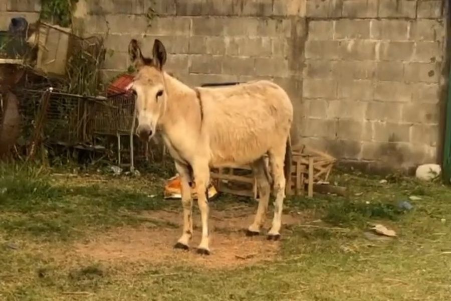 Moradora de Bertioga pede ajuda para encontrar Paola Oliveira, jumenta de estimação