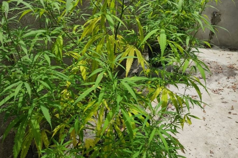 PM Ambiental encontra plantação de maconha em construção irregular em Itanhaém