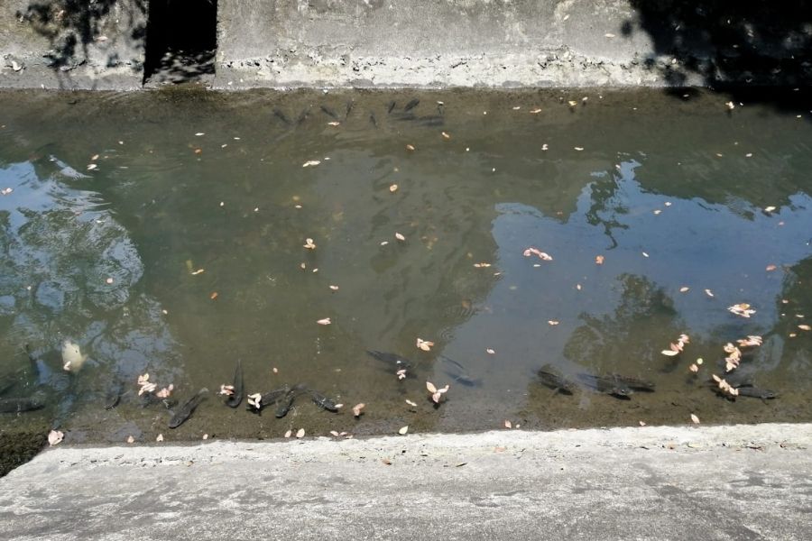 Peixes no Canal 4 em Santos