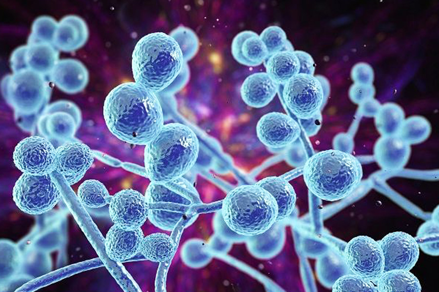 Reprodução/Shutterstock