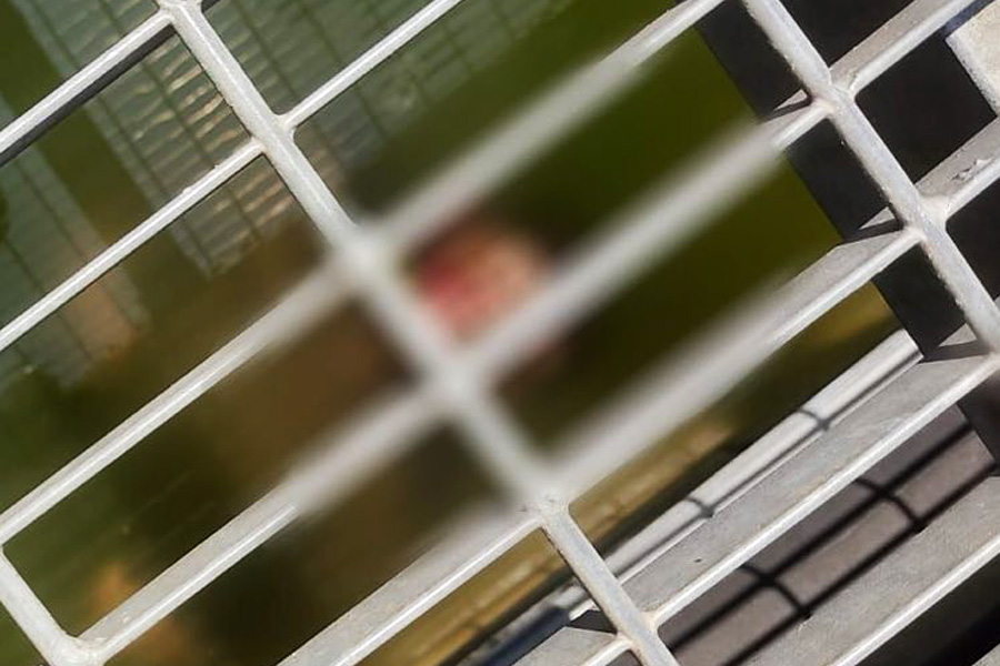 Reprodução/Viver em Santos e Região