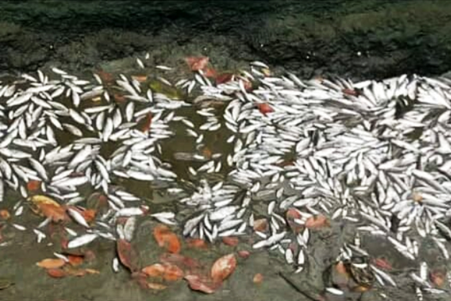 Reprodução/Santos Minha Cidade Merece Respeito
