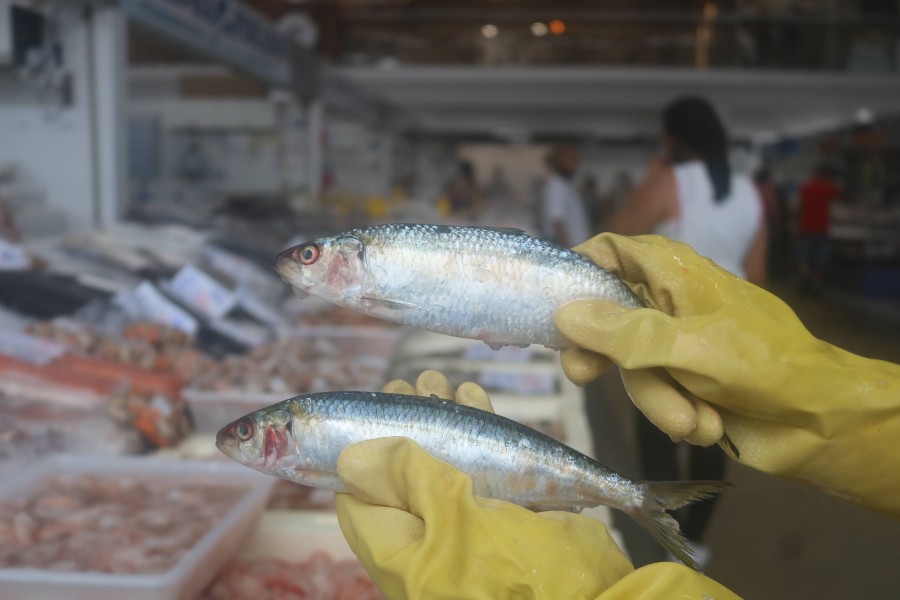 Raimundo Rosa/Divulgação Prefeitura de Santos 