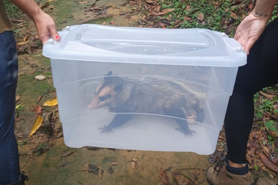 Divulgação/Thiago Malpighi