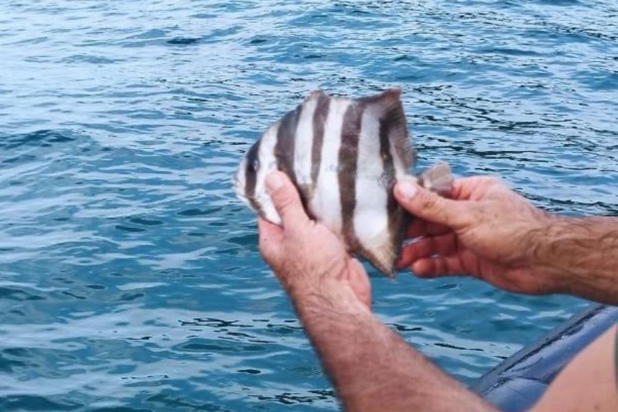 (Foto: Divulgação/Ciamar)