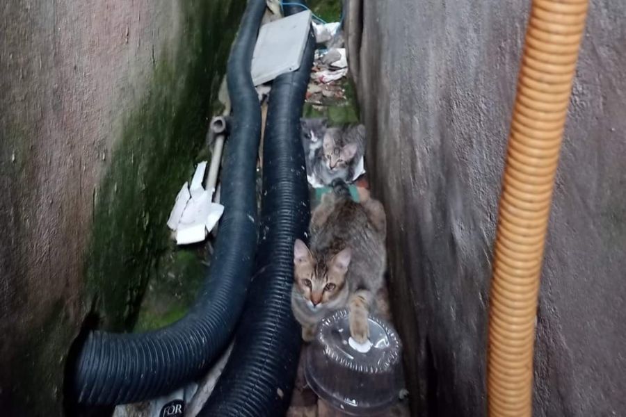 Gatos abandonados em porão de hospital de Santos preocupam moradores