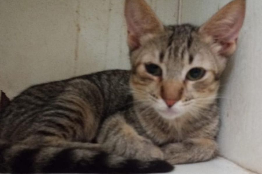 Gatos abandonados em porão de hospital de Santos preocupam moradores