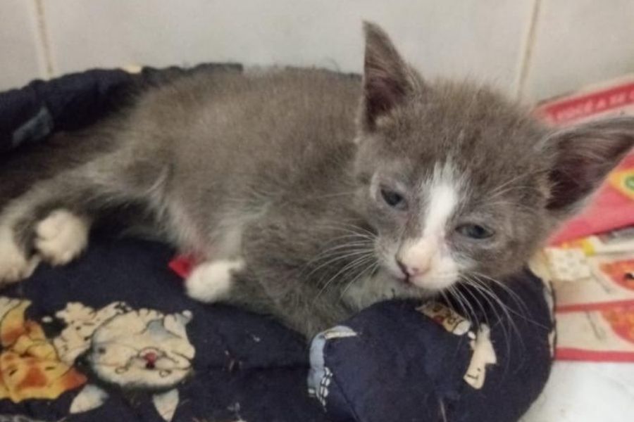 Gatos abandonados em porão de hospital de Santos preocupam moradores