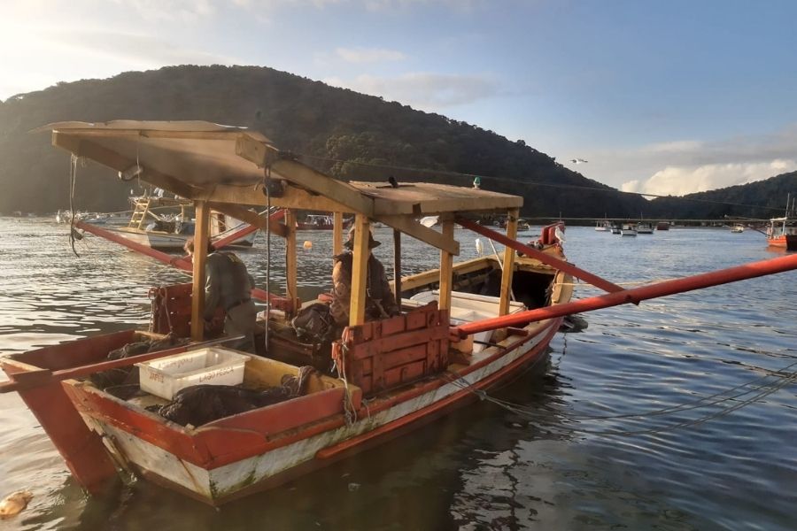camarão sete-barbas pesca irregular em guarujá