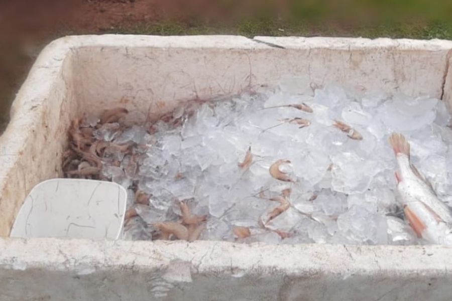 Polícia apreende 80 quilos de camarão pescado em período de defeso em Guarujá