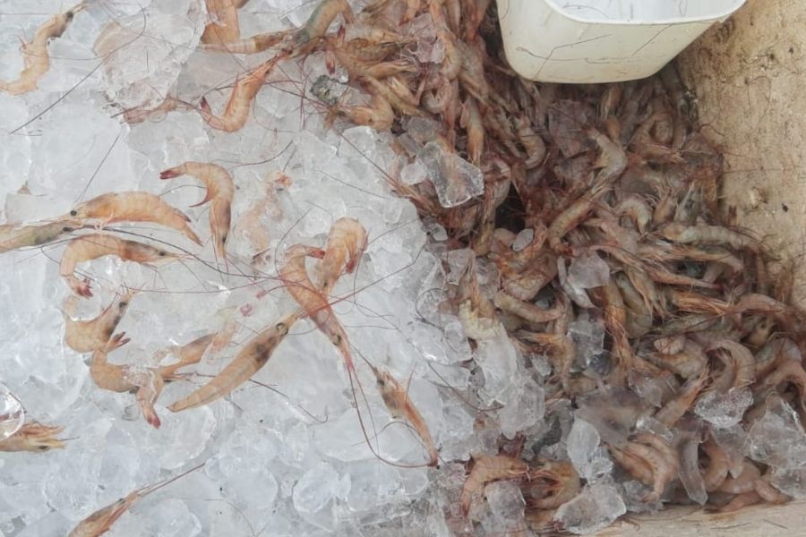 (Foto: Divulgação/Ciamar)