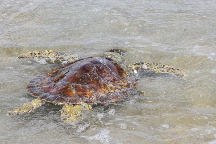 Tartaruga-verde passa por reabilitação e é devolvida ao mar em Guarujá
