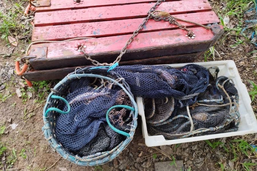 camarão sete-barbas pesca irregular em guarujá
