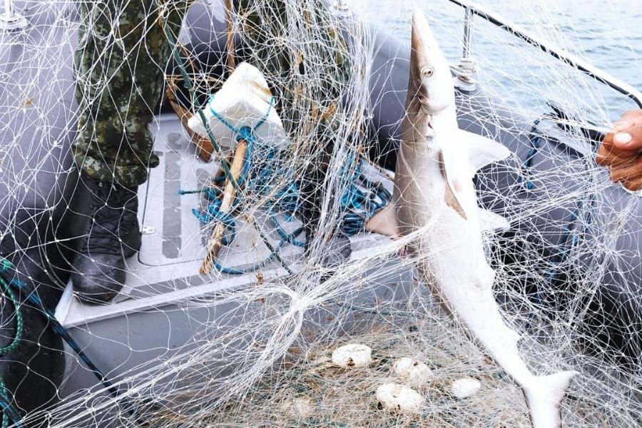 cação-frango preso em rede de pesca em Praia Grande