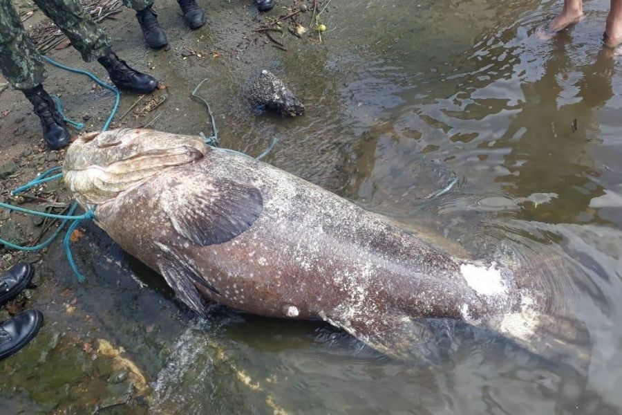 (Foto: Divulgação/Ciamar)