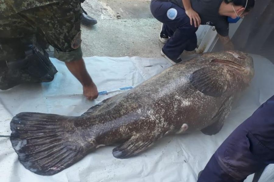 mero apreendido em cananéia