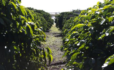 Plantação de Café