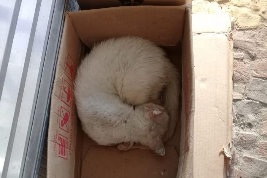 (Foto: Reprodução)