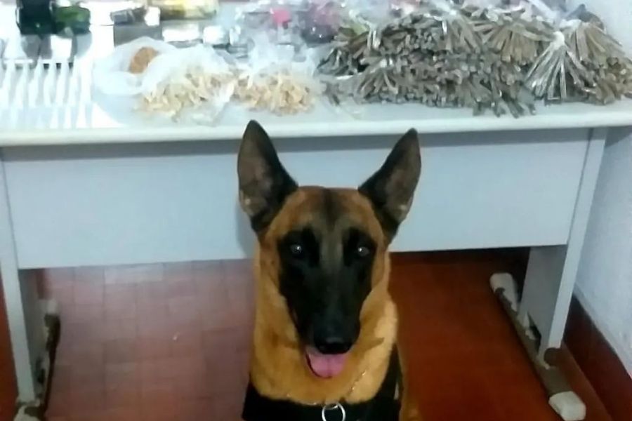 Polícia apreende mais de 2 mil porções de drogas em Santos; VÍDEO