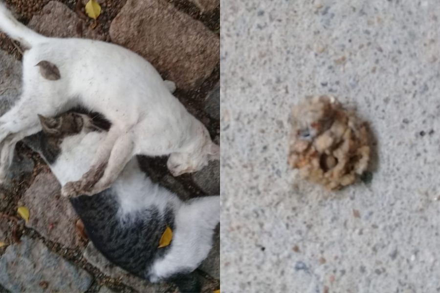 Polícia Civil investiga matança de gatos em Guarujá