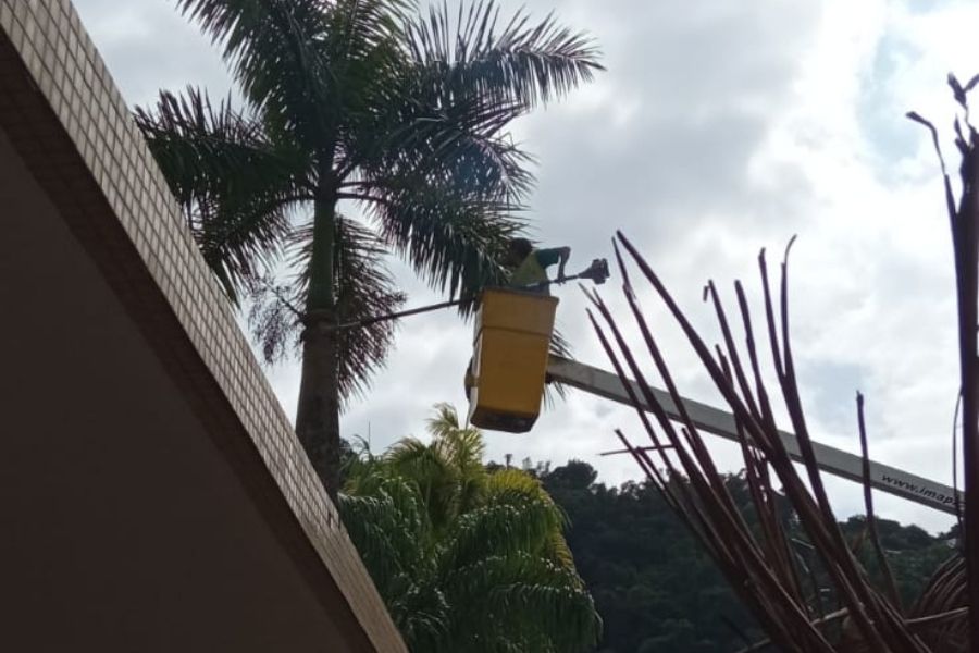 Limpeza folhas palmeiras imperiais ana costa