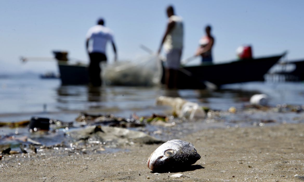 Rio de Janeiro - Mesmo poluída, Baía de Guanabara é fonte de renda para milhares de pescadores (Tânia Rêgo/Agência Brasil)