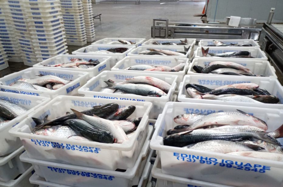 Divulgação/Polícia Militar Ambiental