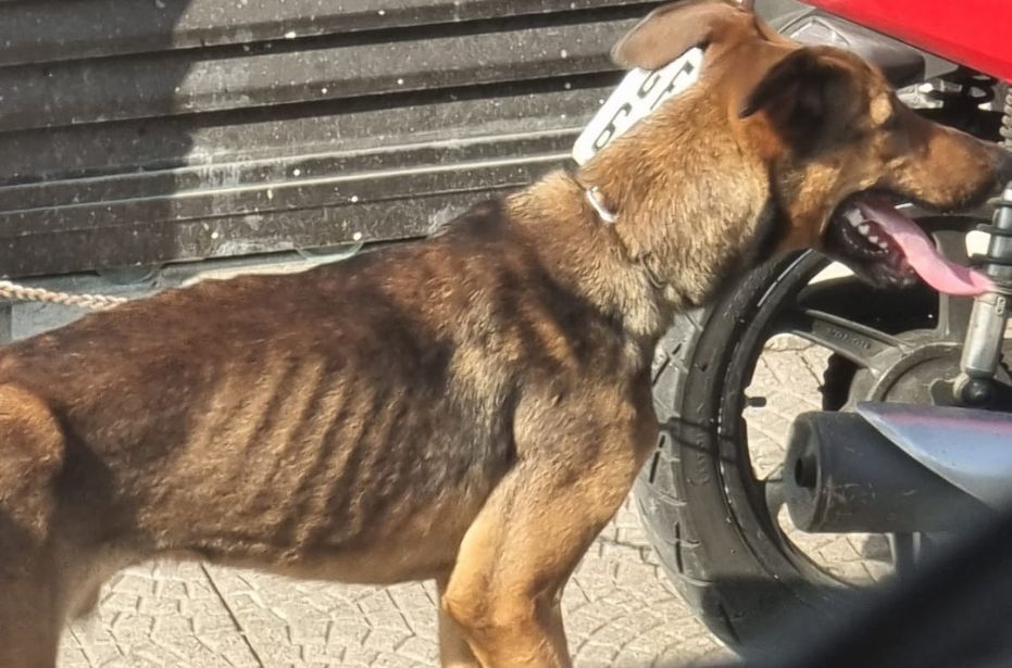 Divulgação/Polícia Civil