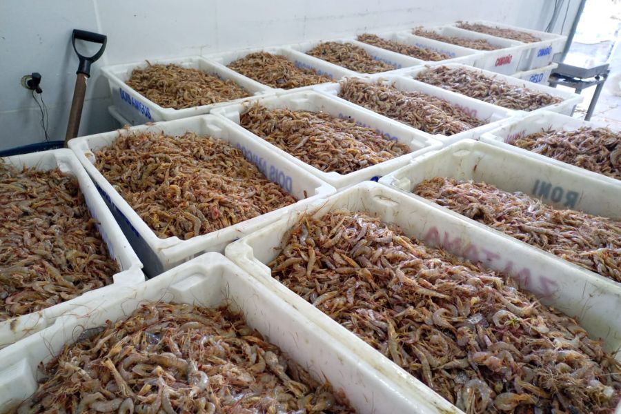 (Foto: Divulgação/Polícia Militar Ambiental)