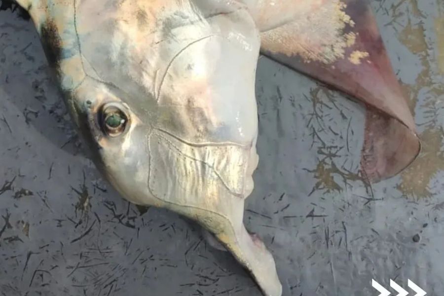 (Foto: Instituto Biopesca/Divulgação)