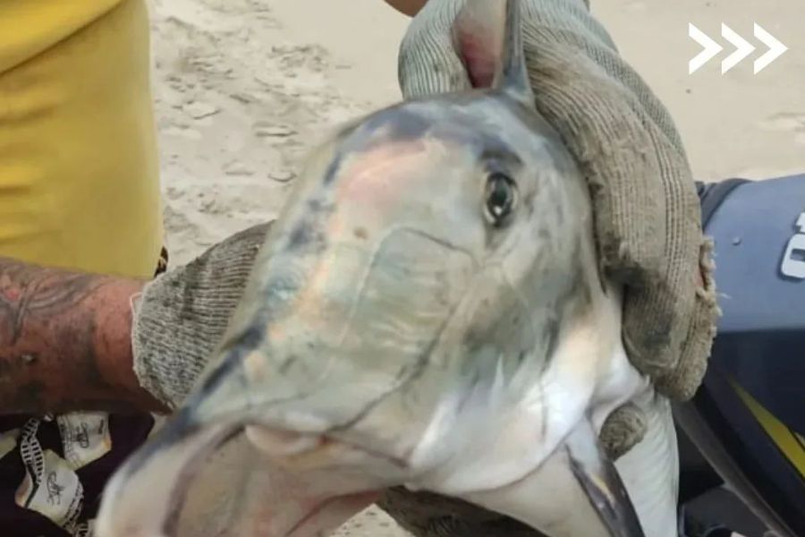 Peixe-elefante, espécie incomum no Brasil, aparece morto em Praia Grande