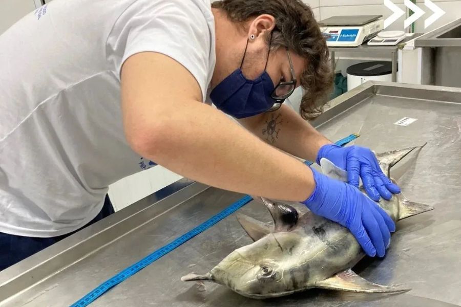 Peixe-elefante, espécie incomum no Brasil, aparece morto em Praia Grande