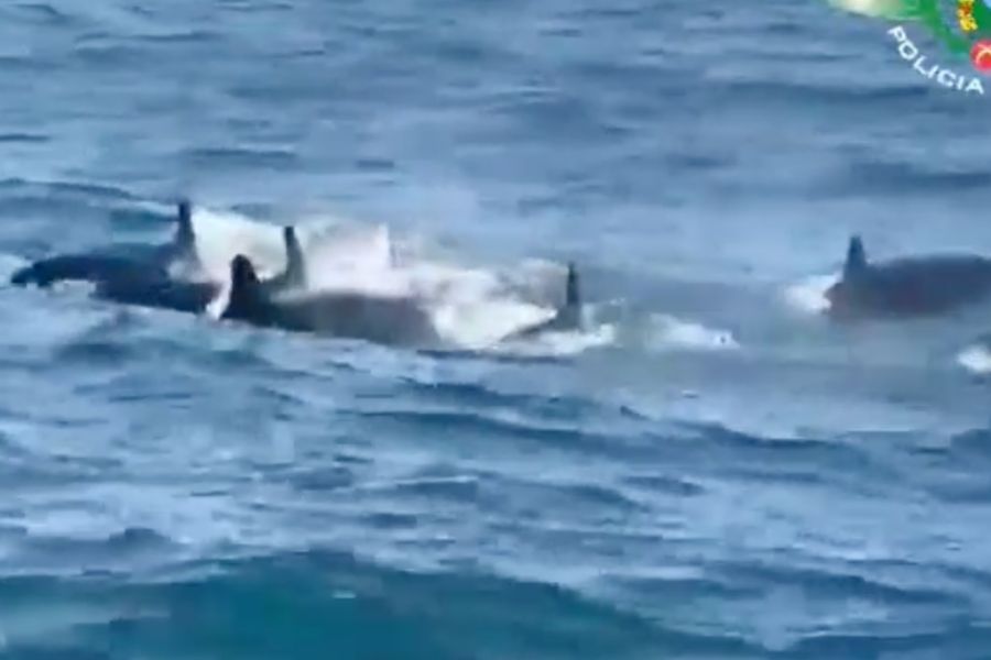 Divulgação/PM Ambiental Marítima