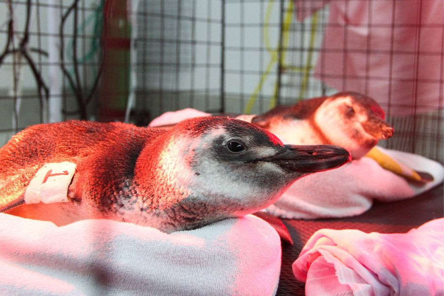 Pinguim é encontrado em praia de Bertioga por moradores e é resgatado; VÍDEO