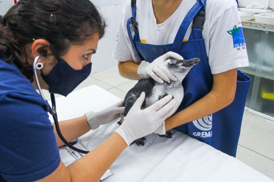 Pinguim é encontrado em praia de Bertioga por moradores e é resgatado; VÍDEO