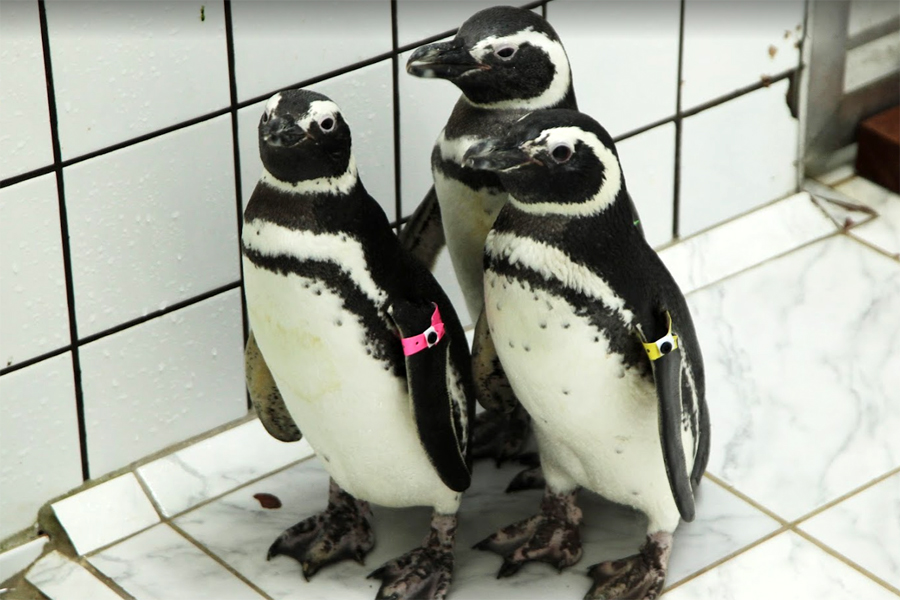 Divulgação/Prefeitura de Santos