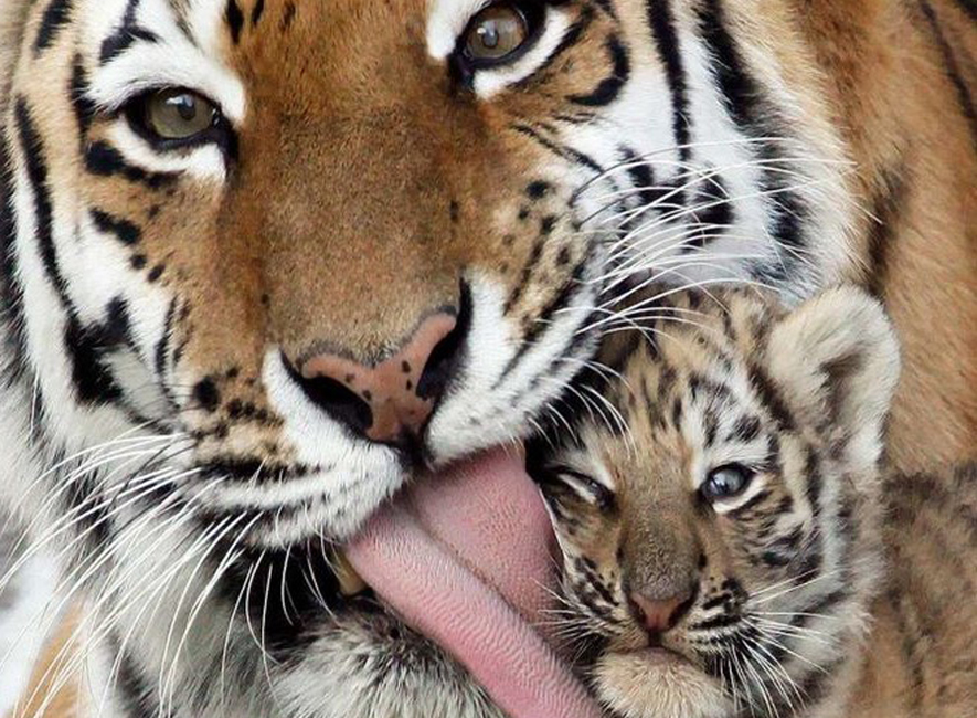 Reprodução/Vade News