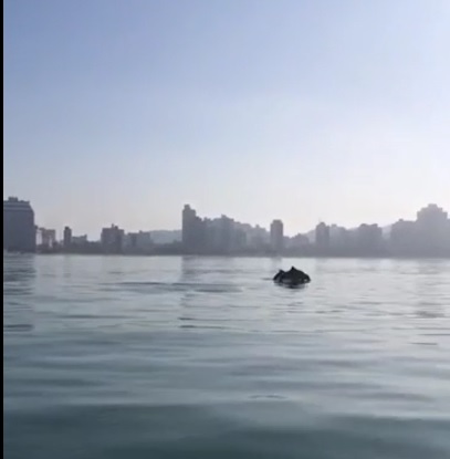 Morador encontra golfinhos